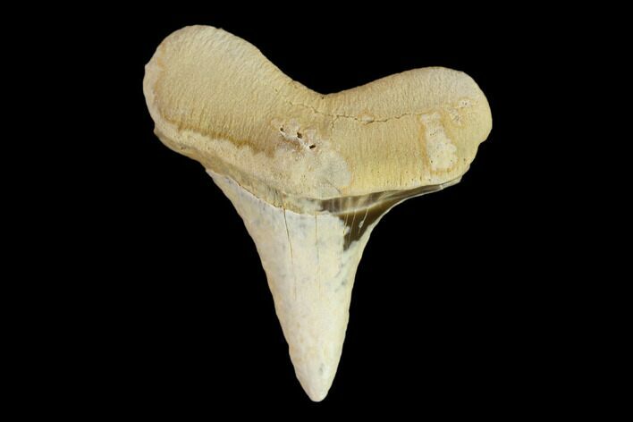 Fossil Shark (Cretoxyrhina) Tooth - Kansas #134835